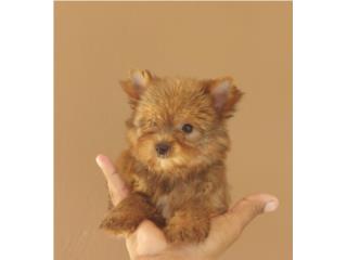 YORKIE GOLDEN HEMBRA DOLL FACE, Dogs