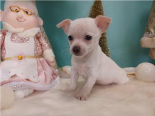 Chihuahua toy NENA blanca, French Lovers