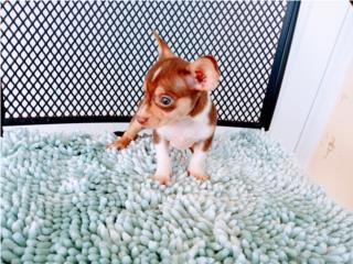 TOY CHIHUAHUA TICOLOR CHOCOLATE-OJOS VERDES, Puppy world
