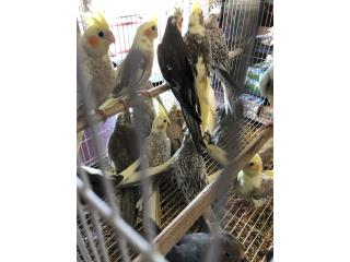 Muchos cockatiel , Isabela Pet Shop