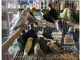 Muchos lovebirds, Isabela Pet Shop
