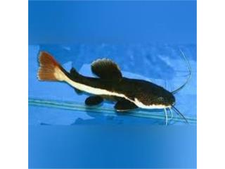 South American Red Tail Catfish Puerto Rico