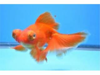 Red Telescope, AQUARIUM XTRA