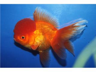 Red Oranda, AQUARIUM XTRA