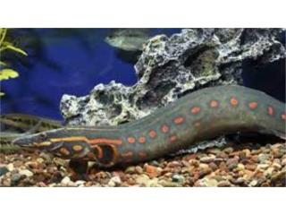 Fire Eel, AQUARIUM XTRA