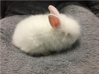 Conejos lion head doble factor , Isabela Pet Shop