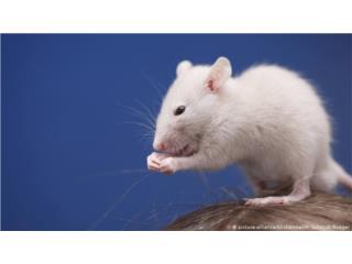 Ratas ratones y hamster desde pinki a Xl, Isabela Pet Shop