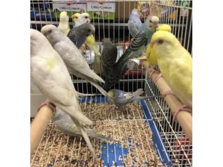Pericos, Isabela Pet Shop