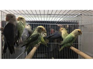 Lovebirds Jóvenes , Isabela Pet Shop