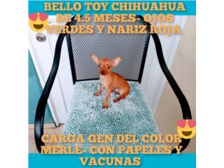 TOY CHIHUAHUA-5 MESES-CARGA GEN MERLE-PAPELES, Puppy world