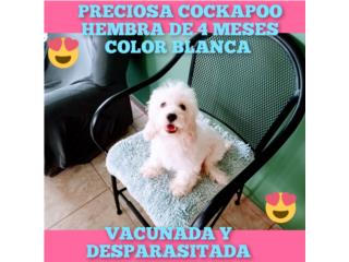 BELLA COCKAPOO HEMBRA 4 MESES-VACUNADA, Puppy world