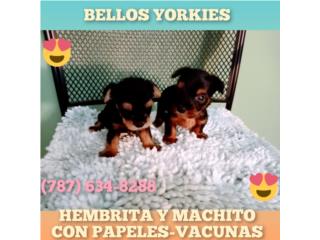 BELLOS YORKIE DE CALIDAD H Y M CN PAPELES-VAC, Puppy world