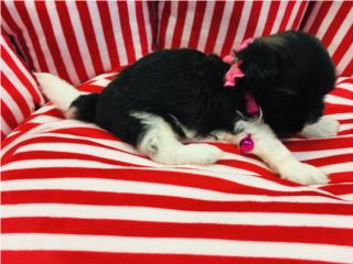 Shihtzu hembra con papeles , Isabela Pet Shop