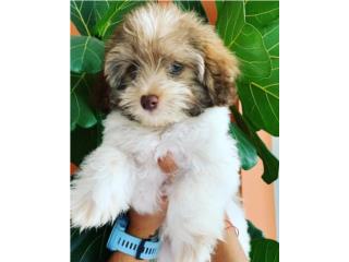 Havanese Puppy, Puppy Love PR