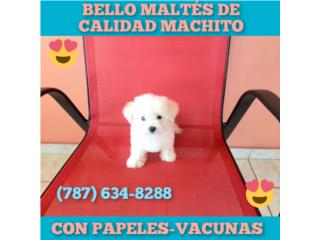 BELLO MALTES DE CALIDAD CON PAPELES Y VACUNAS, Puppy world