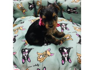 Yorkie macho con papeles, Isabela Pet Shop