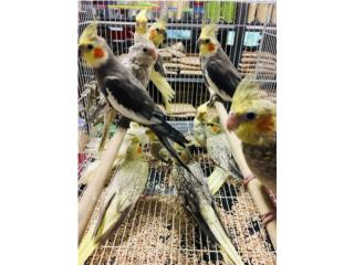 Muchos cockatiel , Isabela Pet Shop