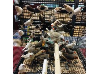 Muchos finches , Isabela Pet Shop