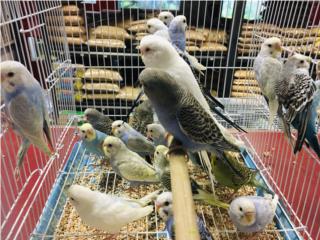 Muchos pericos , Isabela Pet Shop