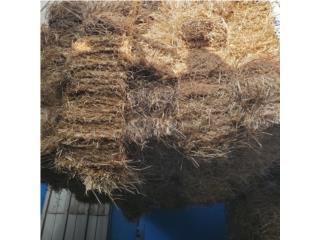 HENO (PANGOLA), OUTLET PET CENTER & CENTRO AGRICOLA