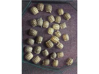 Tortugas Sulcatas en especial $97.77, Isabela Pet Shop