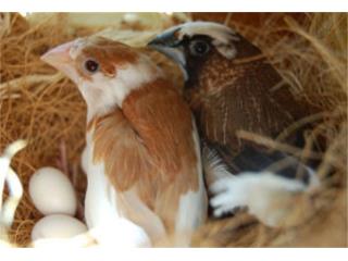 Finches Sociaty , Isabela Pet Shop