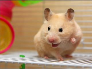 Hamsters en especial , Isabela Pet Shop