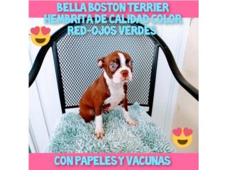 ESPECTACULAR BELLA BOSTON TERRIER CON PAPELES, Puppy world