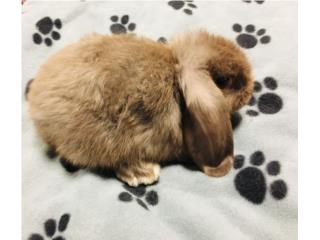 Conejos holland lop , Isabela Pet Shop