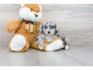 Puerto Rico Mini Aussiedoodle Puppy Merle 8 Semanas , Perros Gatos y Caballos