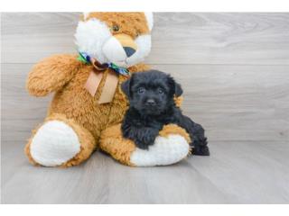 Yorkie Poo (Yorkie + Poodle) Puppy 8 Semanas, Puppy Love PR