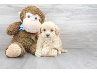 Maltipoo (Maltese + Poodle) Puppy 8 Semanas, Puppy Love PR