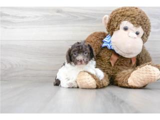 Toy Poodle de 8 semanas en Guaynabo , Puppy Love PR