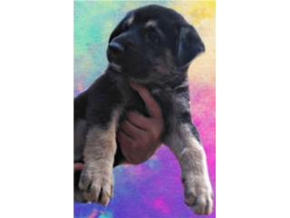 German Shepherd Hembra Bigbone , J Rivera