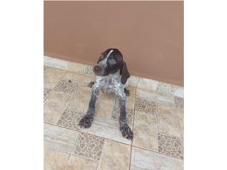 GERMAN SHORTHAIRED POINTER MACHO, Dogs