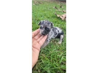 Chihuahua macho merle EXELENTE CALIDAD , Animal Sales