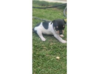 Chihuahua Hembrita EXELENTE CALIDAD , Animal Sales
