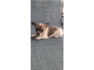 Chihuahua Hembrita EXELENTE CALIDAD , Animal Sales
