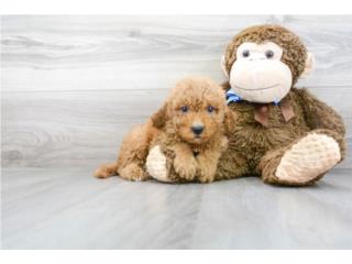 Mini Goldendoodle F1B en Nena, Puppy Love PR