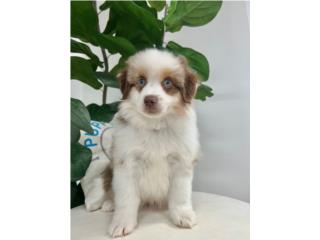 AUSTIN MINI AUSSIE PUPPY (PUPPY LOVE PR), Puppy Love Puerto Rico