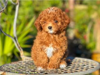 Cavapoo - Cavadoodle Machos - Los Osos PR, Los Osos PR