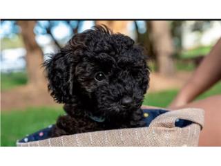 Schnoodle macho y hembra, Isabela Pet Shop
