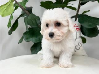 FRY MALTICHON PUPPY (PUPPY LOVE PR), Puppy Love Puerto Rico