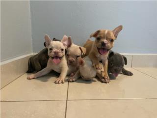 Puerto Rico Preciosos French Bulldogs , Perros Gatos y Caballos