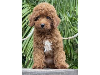 Toy goldendoodles , Island puppy 