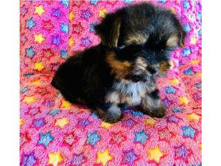 Doll face yorkies hembras, Isabela Pet Shop