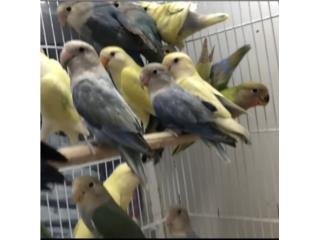 Lovebirds en especial , Isabela Pet Shop