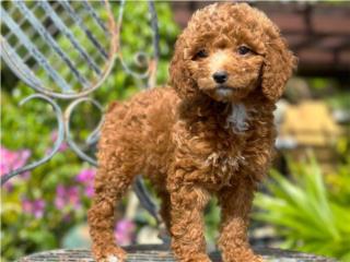 Mini Goldendoodle - Los Osos PR, Los Osos PR