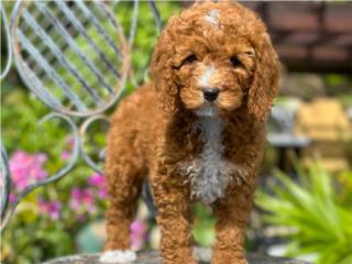 Mini Goldendoodle Hembra - Los Osos PR, Los Osos PR
