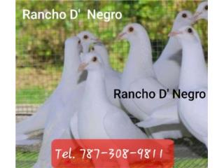 Pichones de palomas mensajeras blancas Puerto Rico